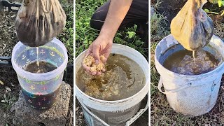 “3 Secret Pouch Fertilizers Every Gardener Needs to Try” best Gardening Hacks