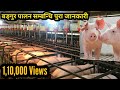 बंगुर पालन गर्ने तरिका | Bangur Palan garne tarika | pig farm | korea ko kam | 돼지 농장