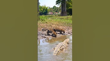 Crocodiles prey on 2 leopard children in the lake! nerve Damage #zoo #crocodile #wildlife #leopard