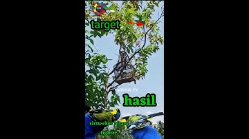mikat burung sirtu ekor hitam figter #sirtu #cipo #mikat #sirtuekorhitam