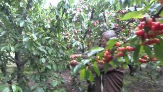 Kiraz, Sürügünü, Filizi, Fisili, Gözü, Gözleri, Toprak İsteği, Verimi, Bakımı, Gübre