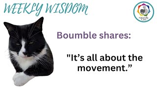 Cat communication: Boumble shares: 'It's all about the movement.' by Naturally Cats - Help for anxious cats & humans 54 views 3 months ago 10 minutes, 18 seconds