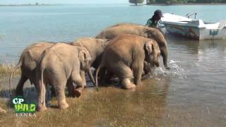 Baby  elephants bathing at Eth Athuru Sevana  ! (The First Elephant Transit Home in Asia )