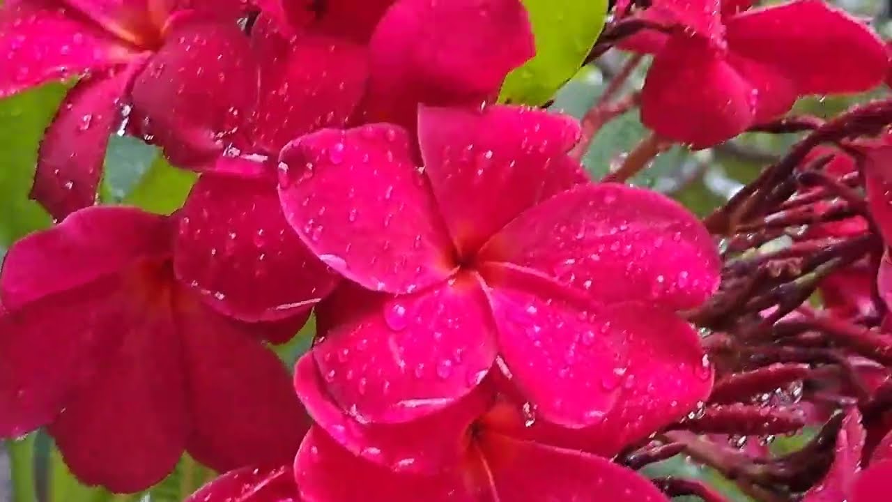 Waterdrops on red frangipani flower petals after rain at Singapore east region (新加坡东区雨后红色鸡蛋花瓣上的水珠)