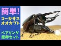 コーカサスオオカブトのペアリング&産卵セットを作る