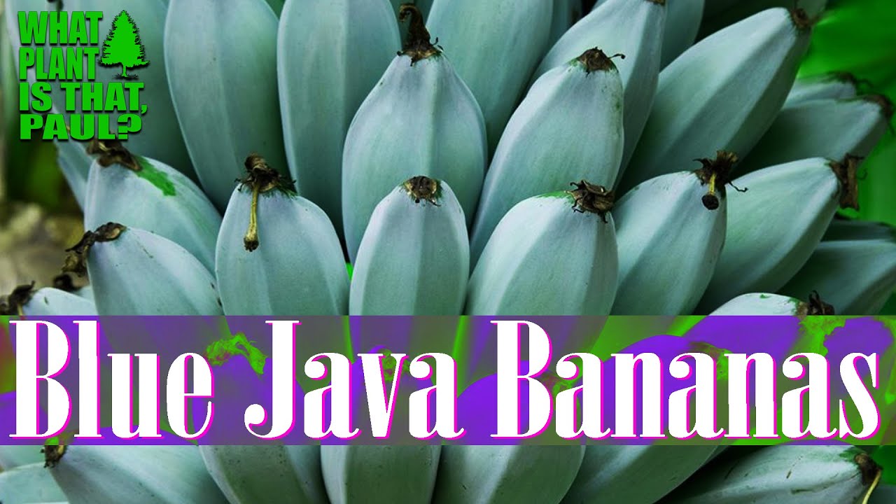 Java banana malaysia blue Say goodbye