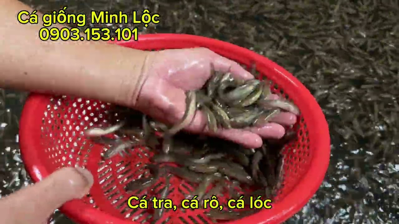 Cá tra, cá rô đầu nhím, cá lóc nhím, cá lóc vuông - 0903153101 ( Lộc, Thủ Đức - TPHCM)