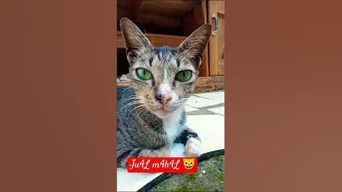Cowok ganjen sokk ju4L m4h4L 🐱. #shortkucing #cat #kucingbelangtiga #kucinganggoralucudanimut
