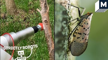 The Robot Built To Hunt Down and Dispose of Spotted Lanternfly Eggs | Mashable