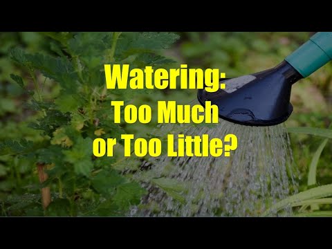تصویری: چقدر آب خیلی کم است - گیاهی که آبیاری شده است چگونه است