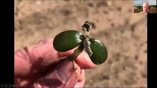 Field Crops Virtual Breakfast: Ultra Early Soybean Planting