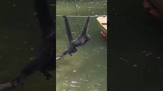 黑蜘蛛猴低空作業撈紅棗，還知道把雙腳縮起來怕沾到水 DOU  #黑蜘蛛猴低空作業 #爬繩猴子 #野生動物不野萌 #動物園實拍