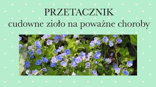 PRZETACZNIK - cudowne zioło na najpoważniejsze choroby !!! 🌿😍🌿