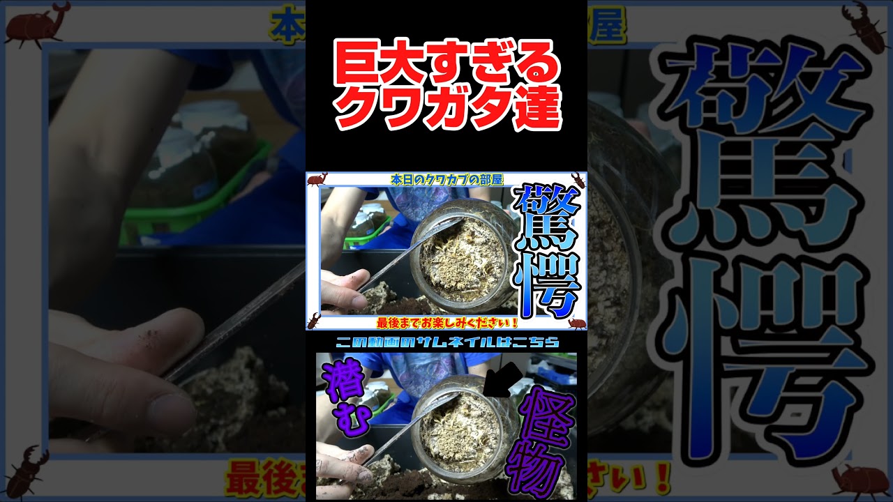 海外のクワガタでかすぎて大陸かと思った