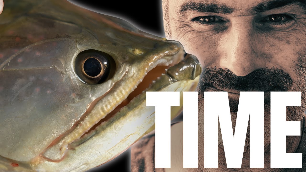 Billabong Aquarium for AUSSIE RIVER MONSTER : Rehomed Saratoga