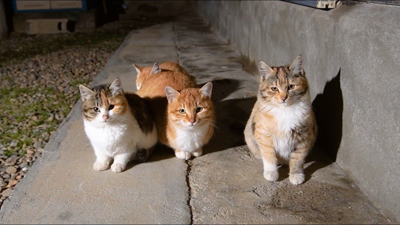 길냥이 저녁 점호
