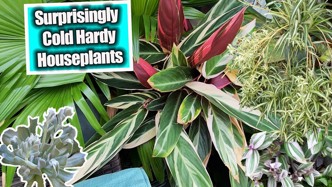 Houseplants That Can Take The Cold! Cold Hardy Houseplants