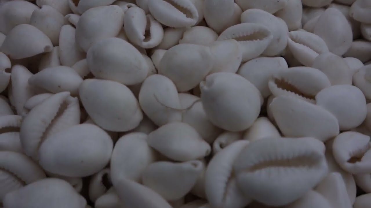 4K Awesome Small White Bead Sea Shells No Copyright Video Stock Footage