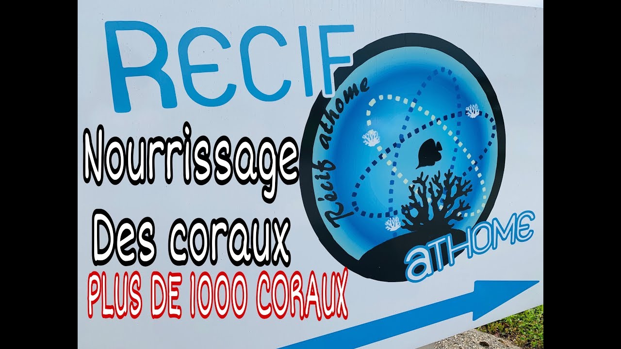 TUTO - COMMENT NOURRIR PLUS 1000 CORAUX  ! PAR RECIFATHOME