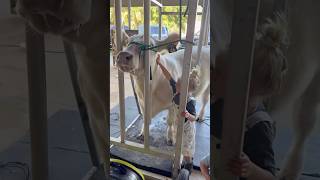 Show Cows At Salon For Hours