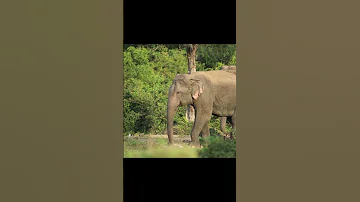 elephant soul #eliphant #wild #srilanka #shorts