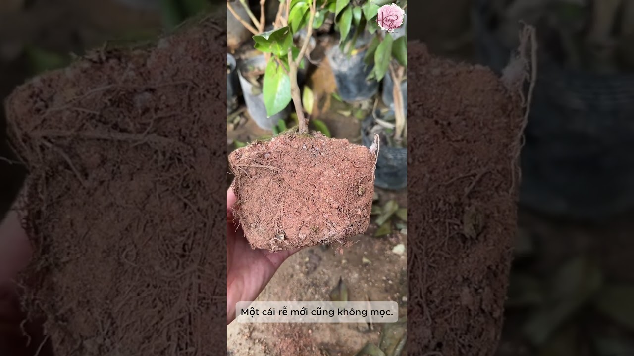 Cứu Cây Trà My Bị Rụng Lá #hoatramy #bonsai #chamcay #caycanh  #caycanh #bonsai #hoatramy