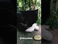 cuando pas al vendedor 🤭 #gatos #supcribete #cat #cat #suscribense #suscribense #michis #gato #pets