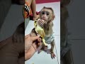 Chaly Love Eating Banana Look So Cute #monkey #babyanimals #cute #shorts #funny