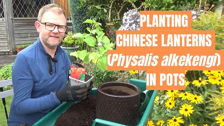 Planting Chinese Lanterns in Pots | Physalis alkekengi | Unusual Perennial Plants | Autumn Interest - DayDayNews