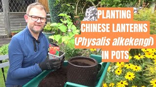 Planting Chinese Lanterns in Pots | Physalis alkekengi | Unusual Perennial Plants | Autumn Interest