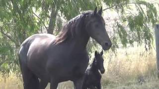 Purebred Friesian Filly..1 day old and enjoying  a massage from Mum..Horses...