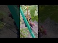 борьба с осами на винограднике в рукопашную