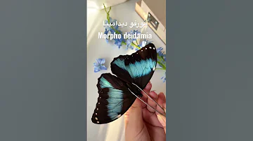 فراشة المورفو الزرقاء Morpho Butterflies Buterfly فراشة فراشات طبيعة 