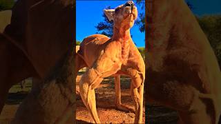 Kangaroo Body😱😯 #kangaroo #animals #subscribe #shorts Kangaroo Body😱😯 #kangaroo #animals #subscribe #shorts