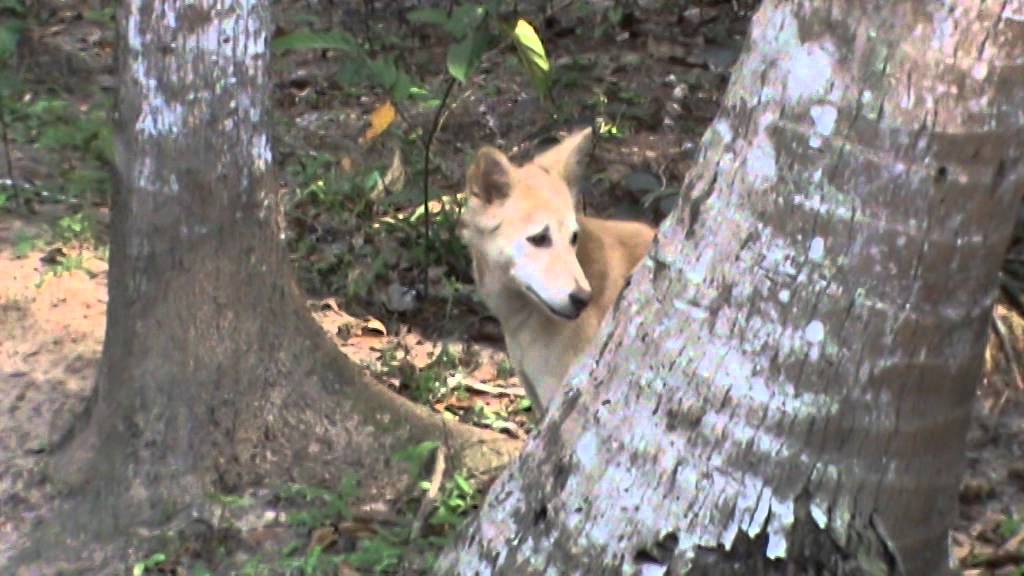 how to draw cartoons better Dog's attention diverted | Monitor lizard vs dog