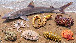 🌊 Ocean Foraging: 🐍 Eel, 🦈 Shark, 🐟 Stonefish, 🐙 Octopus, 🐚 Clam, 🥒 Sea Cucumber & 🐡 Scorpionfish!