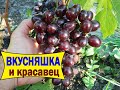 🔴🔴ОТЛИЧНЫЙ и ВКУСНЫЙ виноград в условиях севера / Виноград Подарок Несветая в условиях севера.