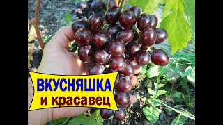 🔴🔴ОТЛИЧНЫЙ и ВКУСНЫЙ виноград в условиях севера / Виноград Подарок Несветая в условиях севера.
