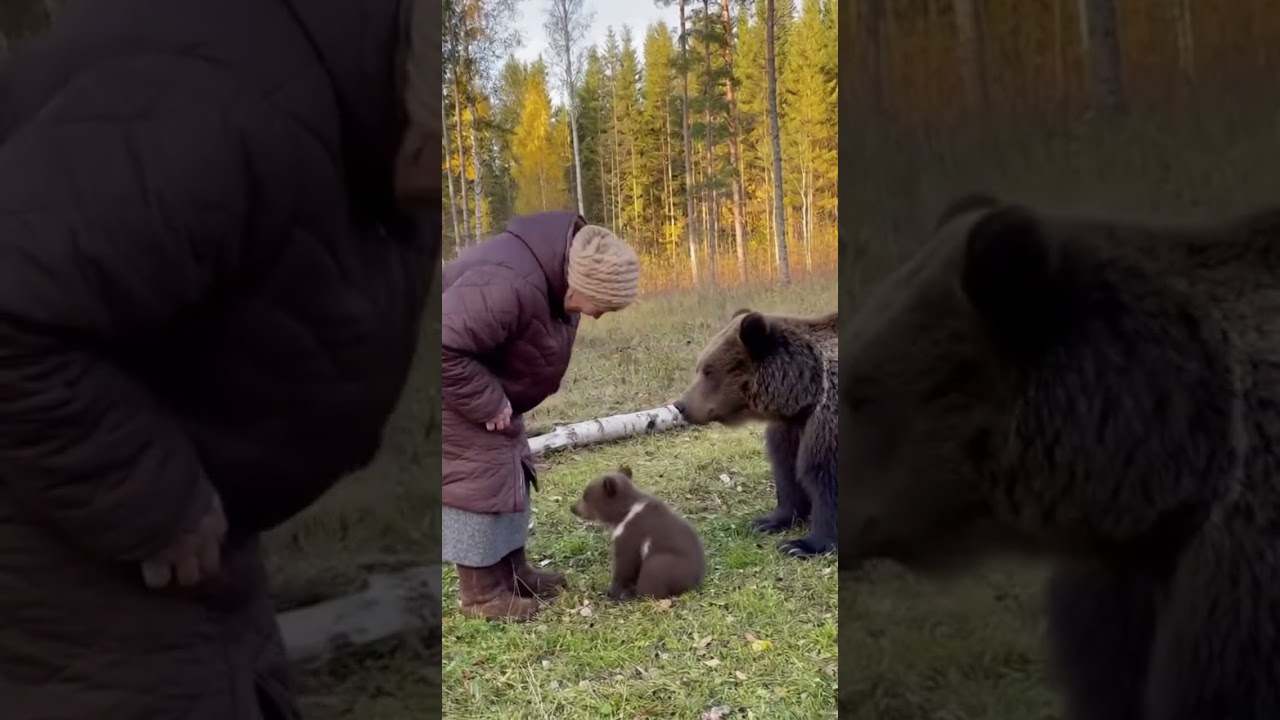 Бабушка и ее лесные друзья 