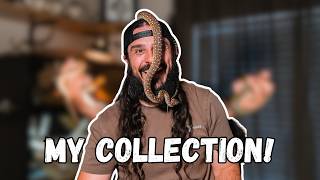 Famous 👉 Meet My Reptile Collection! Wealth