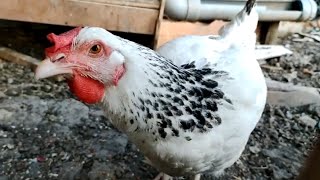 Quelle race de poule pondeuse choisir ? La race de poule Brahma