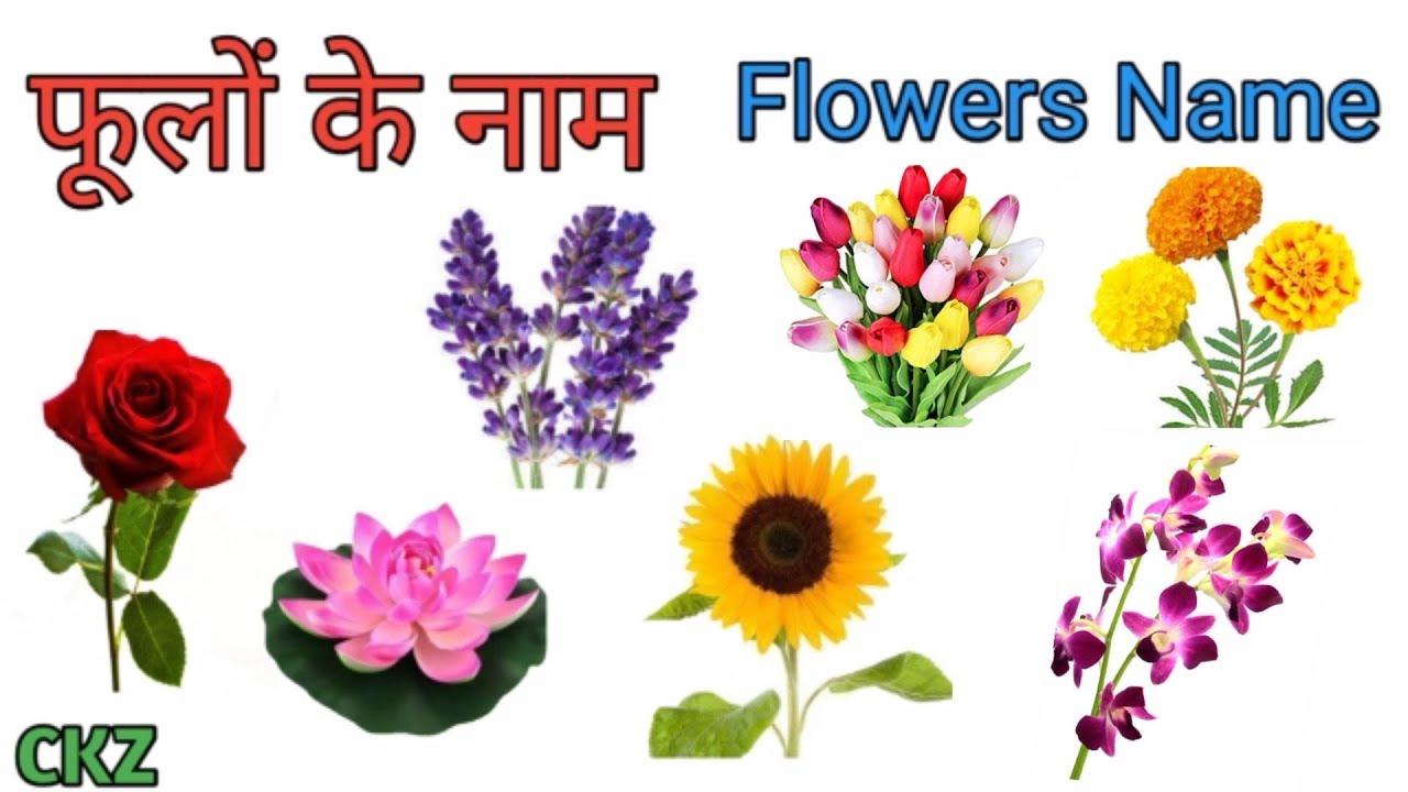 Flowers Name in English and Hindi with pictures। फूलों के नाम।phoolon ke Naamchikukidszone