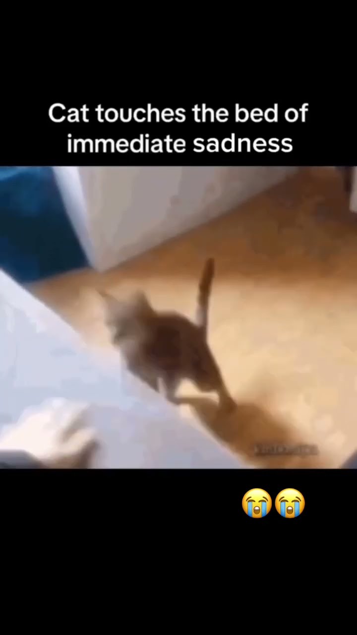 Kittyo hitched the bed of eternal sadness