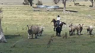 Spur Stud This Is Me Hsh Stockwork