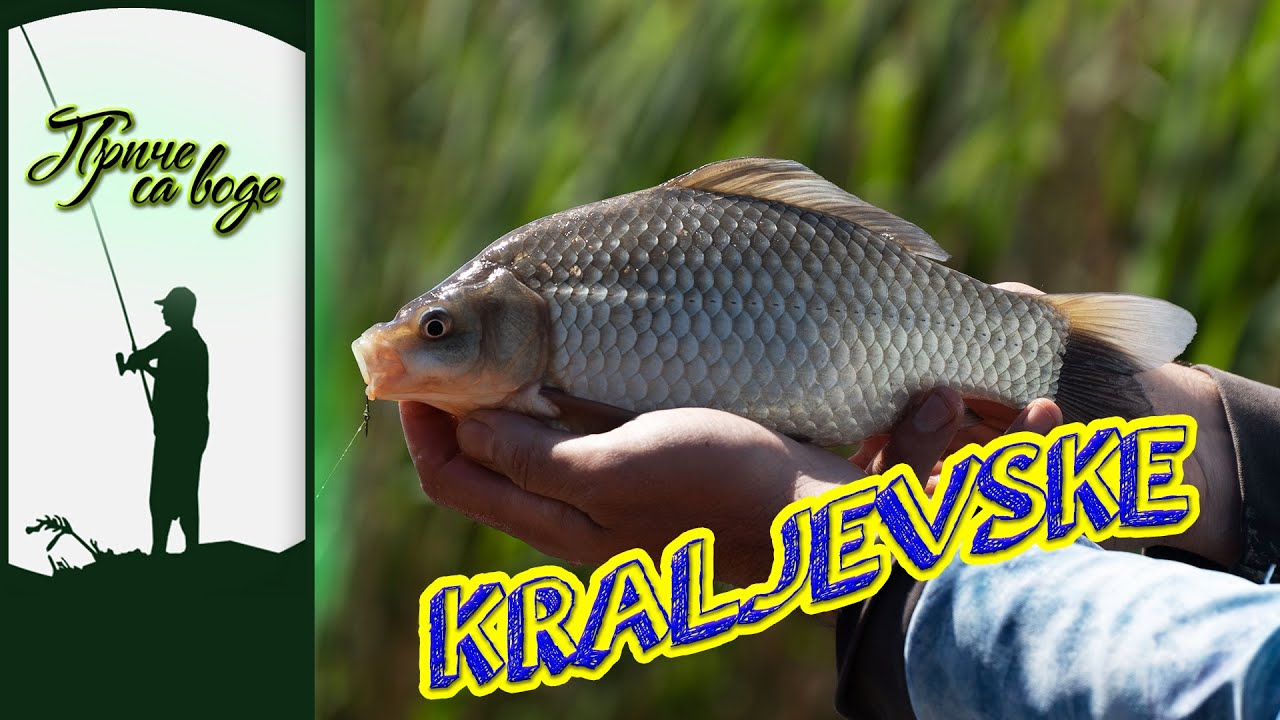 Priče sa vode ep. 249 09.07.2024. Kraljevski vikend, I deo