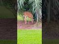 Deer Feast on Our Date Palm Tree! 🦌#nature #naturelovers