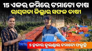 Tomato Farming in Odisha [ 15 ଏକର ଜମିରେ ଟମାଟୋ ଚାଷ ] New farming video odisha | panipariba chasa odia