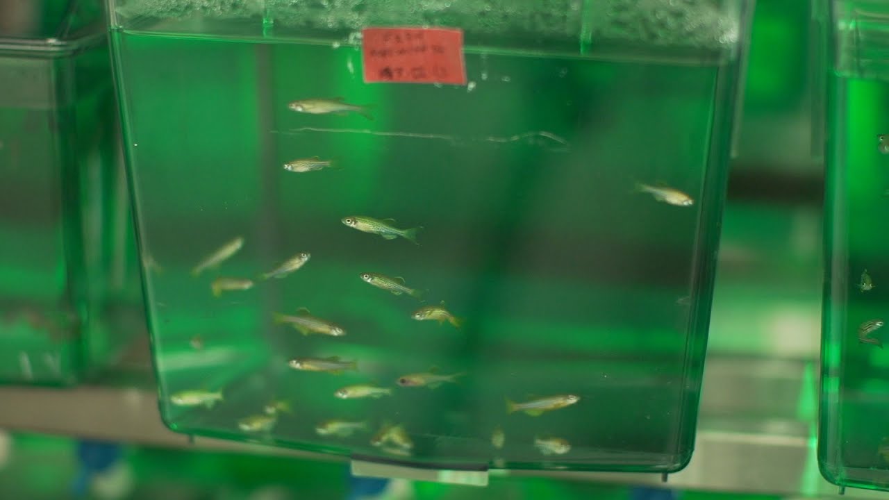 Regeneration Bonus: Ann Morris (2014 video)