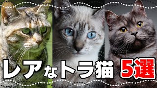 いくつ知ってる珍しいトラ猫の毛色5選