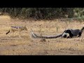 Python, Honey Badger & Jackal Fight Each Other